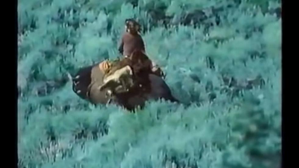FLASHBACK: Touron Attempts to Ride a Bison in Yellowstone and Luckily Fails