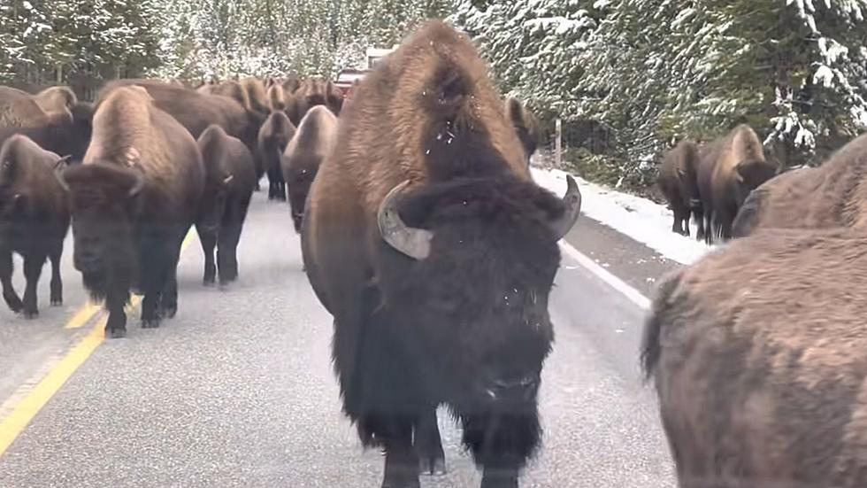 Dozens of Dirty Bison Get Up-close and Personal With Vehicle in Yellowstone