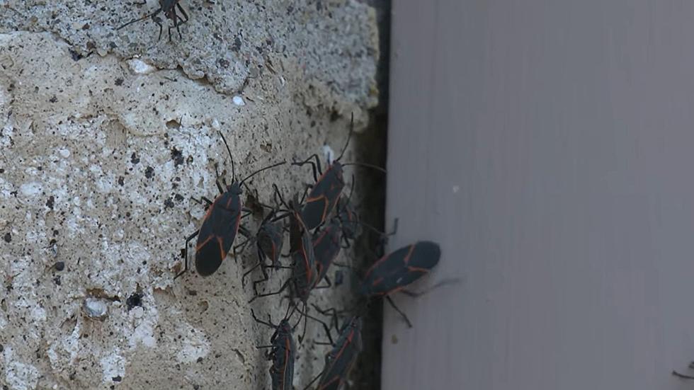 Beware: The Box Elder Bugs are Still Awake in Twin Falls