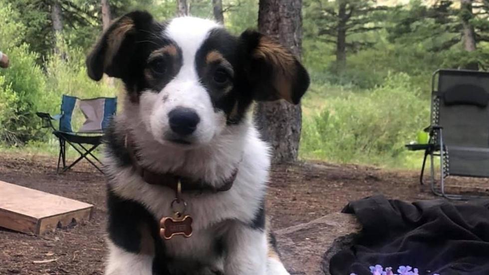 Southern Idaho Pet Photo Contest Winner Also Has Adorable Social Media Presence