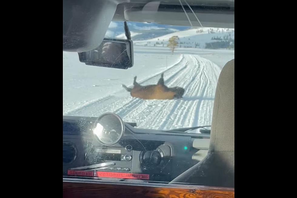 LOOK: Yellowstone Bison Throws an Adorable Tantrum in the Snow