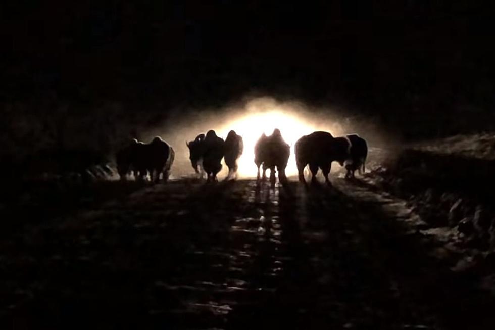 Crazy Nighttime Bison Stampede Destroys a Car