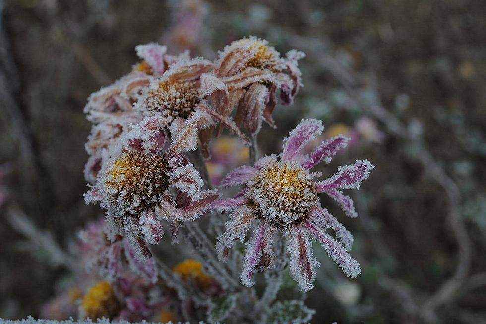 The 7 Reasons Why We Need One More Really Good Freeze In Southern Idaho