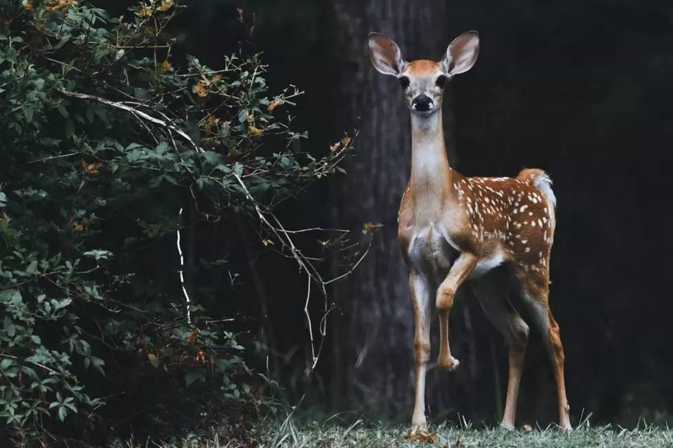 Can You Legally Gather and Eat Roadkill in Idaho and Why Would You?