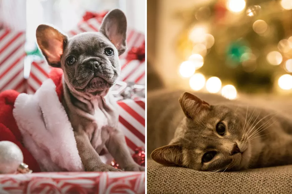 WINNER: The Most Festive Entry In The Christmas Pet Photo Contest