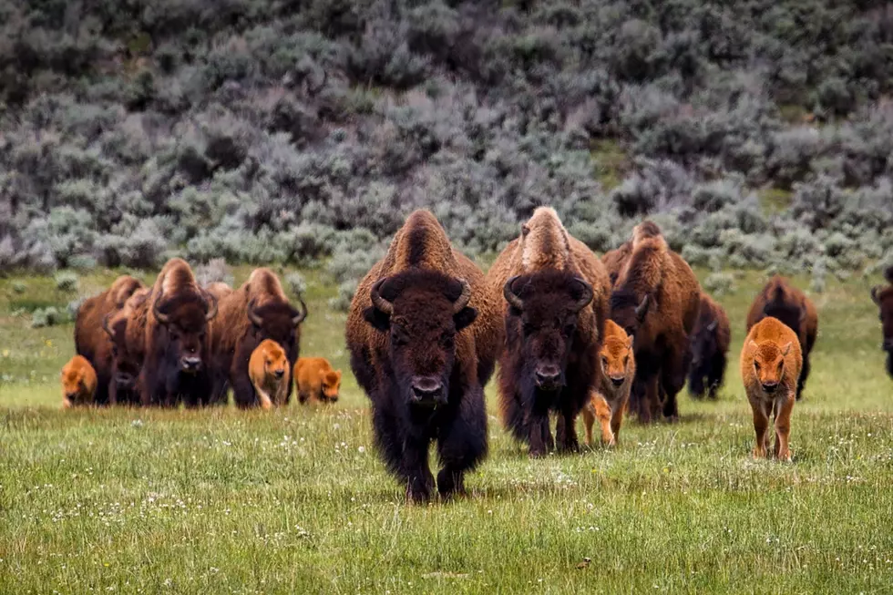 Watch This Yellowstone Hiker Make The Worst Choice Possible Near Family Of Bison