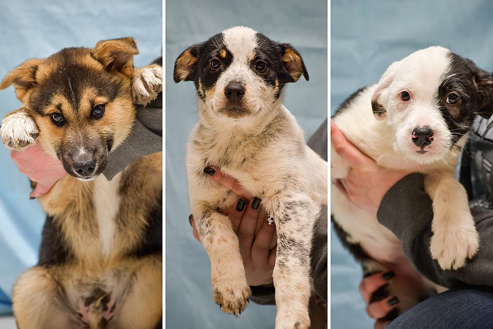 The Twin Falls Animal Shelter Has Puppies and Offering Free Adoptions