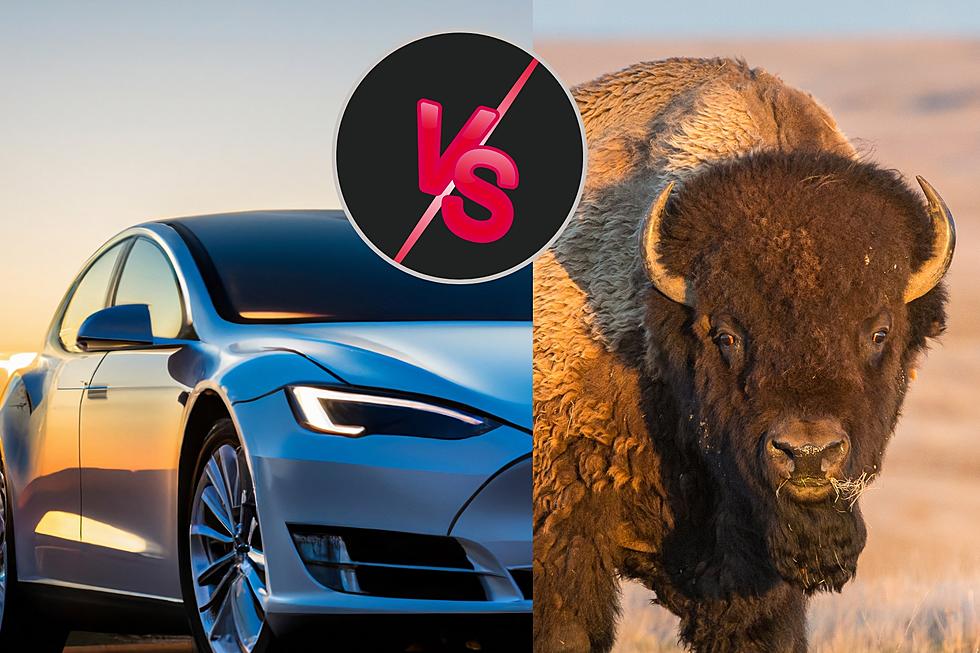 How Many Animal vs Car Accidents Happen In Yellowstone
