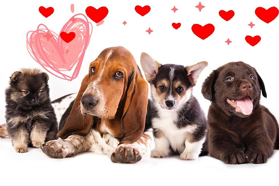 Cute: Idaho’s Favorite Puppy Breed For National Pet Day