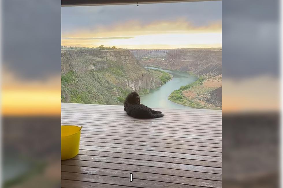 Watch: This Twin Falls Dog is Living a Better Life Than You Are