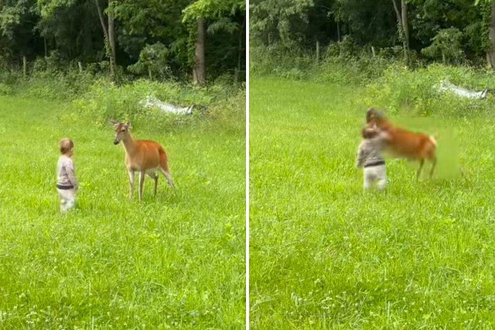 Watch Child Approach a Deer and Immediately Get Obliterated as Dad Films