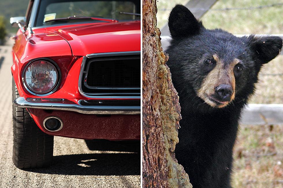 Man Injured in Northern Idaho After His Car Hits a Bear