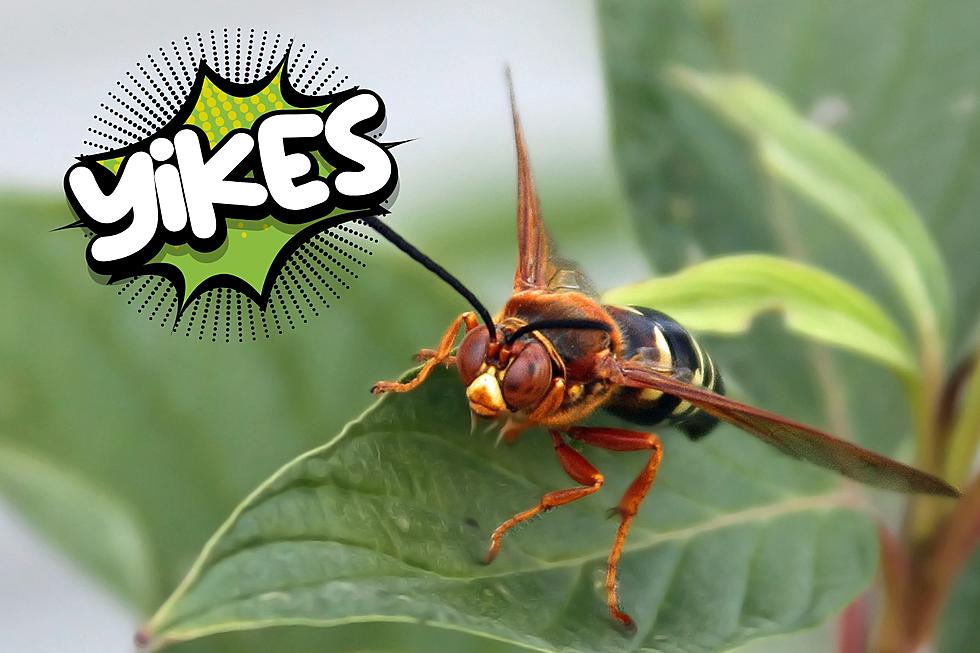 Are Cicada Killer Wasps Living in Magic Valley and Was One in My Yard?