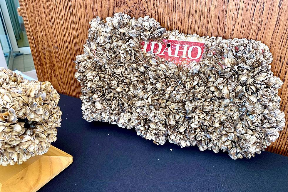 Idaho Waterways Closed Due To Quagga Mussels Invasion