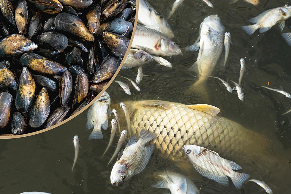 Will the Quagga Mussel Treatment Kill Fish and Wildlife in Idaho?