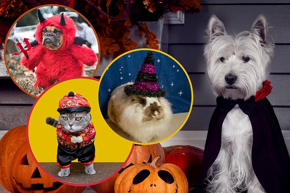 How to Enter the Valley View Vet Halloween Pet Photo Contest