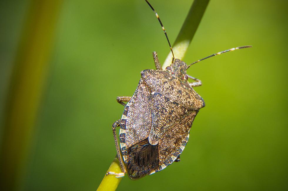 Don’t Squash This Invasive Bug in the State of Idaho