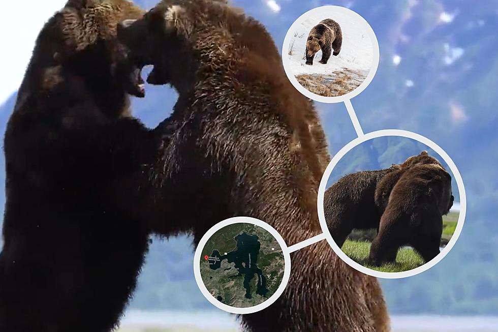 The Yellowstone Bears are Waking Up: Watch 2 Massive Beasts Battle