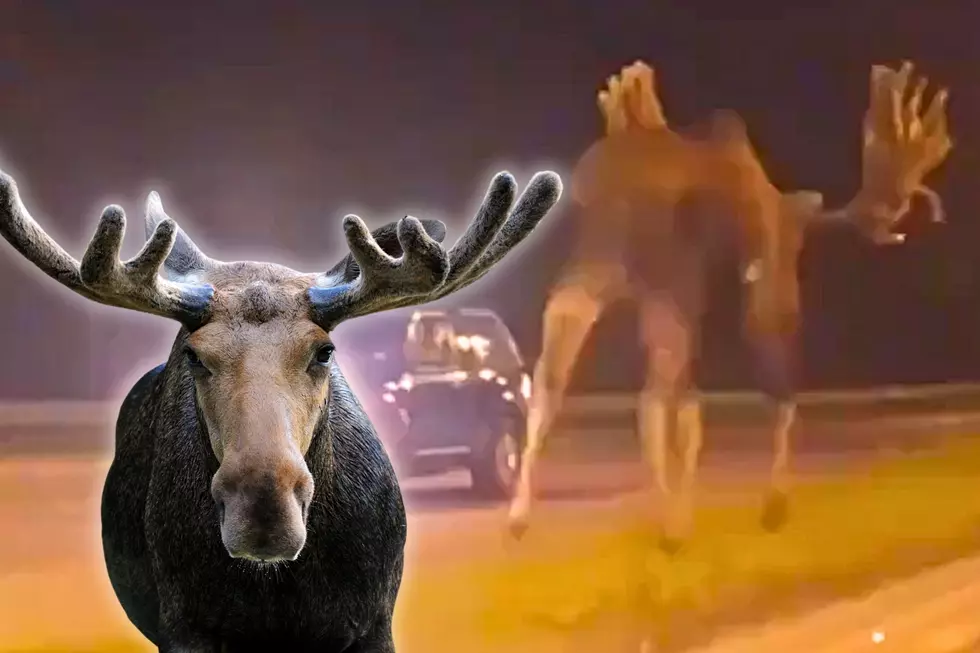Wildlife Alert: Watch This Gigantic Moose Walk Down the Center of a Road