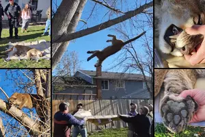 Idaho Fish and Game Remove Mountain Lion From Tree in Family...
