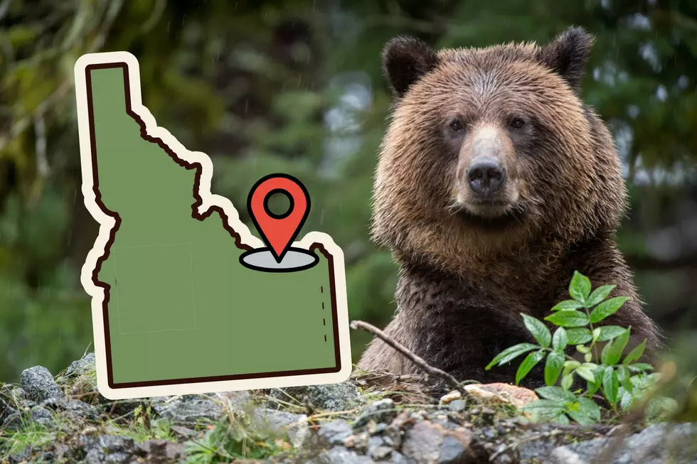 First Confirmed Grizzly Bear Sighting in this Idaho Location