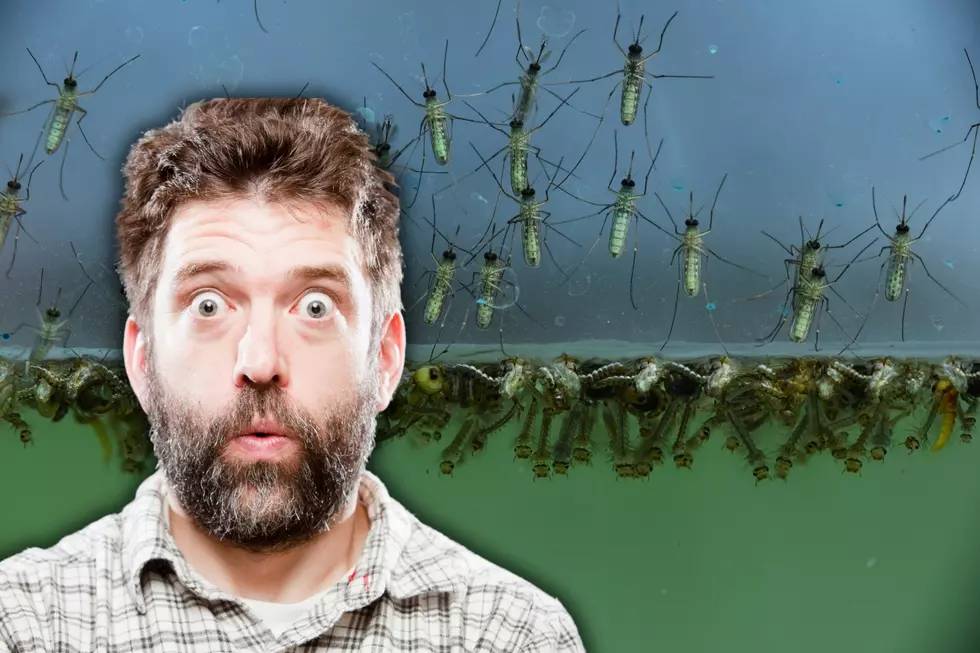 What Do Baby Mosquitoes Look Like in Idaho