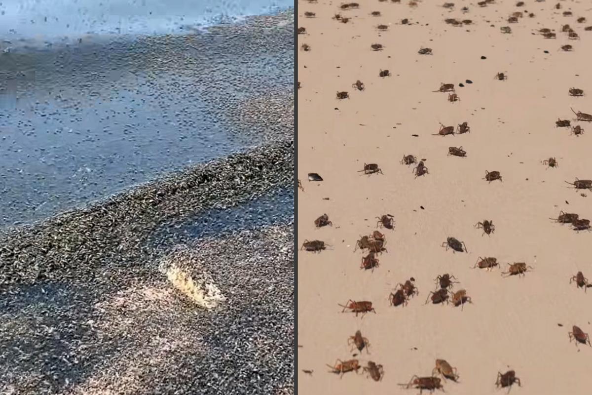 Which Invasion is Worse, the Flies in UT or the Crickets in ID