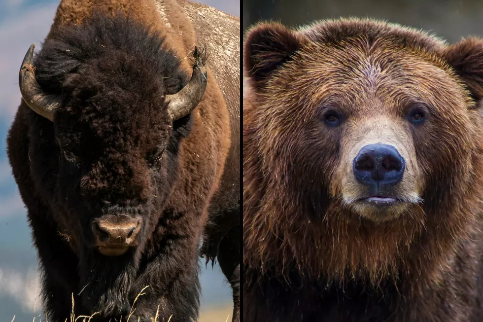 Attention Tourists: Yellowstone Bears and Bison Are Still Dangerous Wild Animals