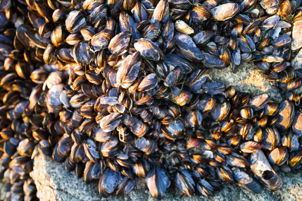 Quagga Mussel Treatment Begins Again This Week