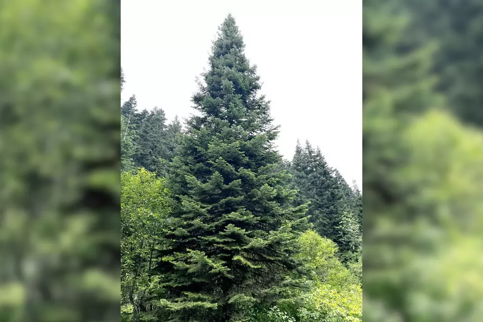 Photo Credit Samantha Berglund Capitol Christmas Tree