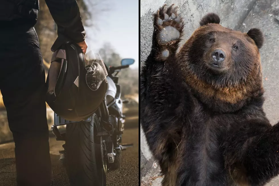 Motorcycle Rider Injured in Idaho Highway Accident With a Bear
