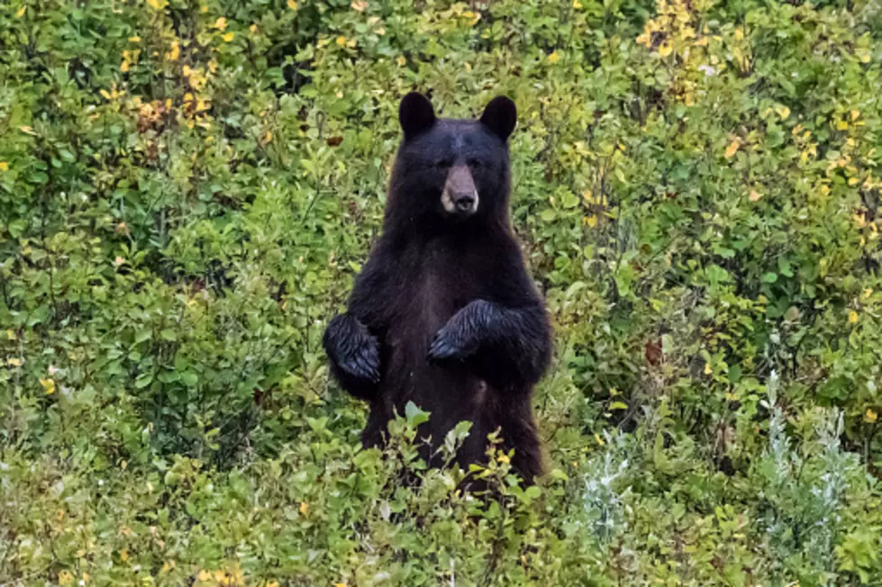 Black bear bites through tent in Yellowstone Park