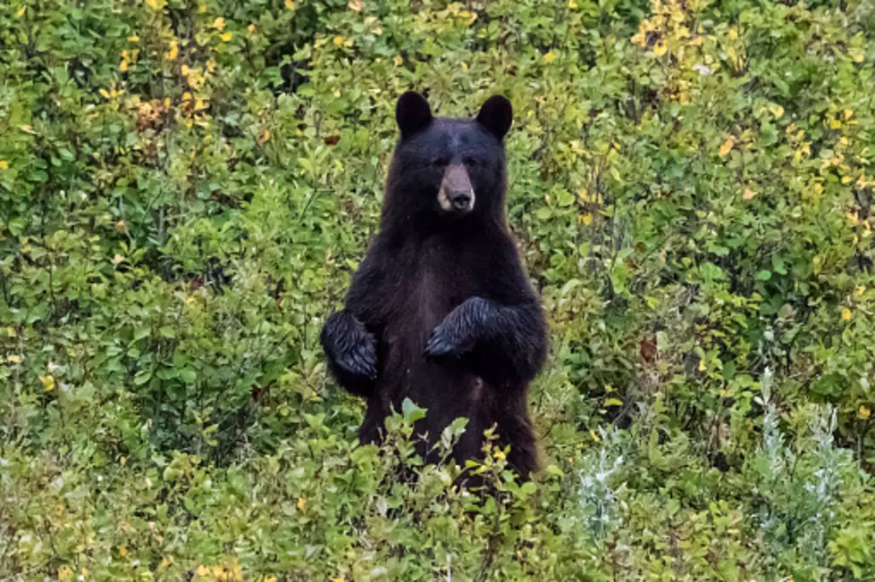 Which Animal Has A Good Chance Of Killing You In Wyoming?