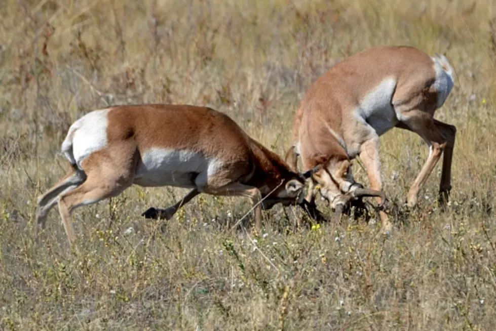 Watch The 5 Best Battle Of The Wyoming Bucks [VIDEOS]