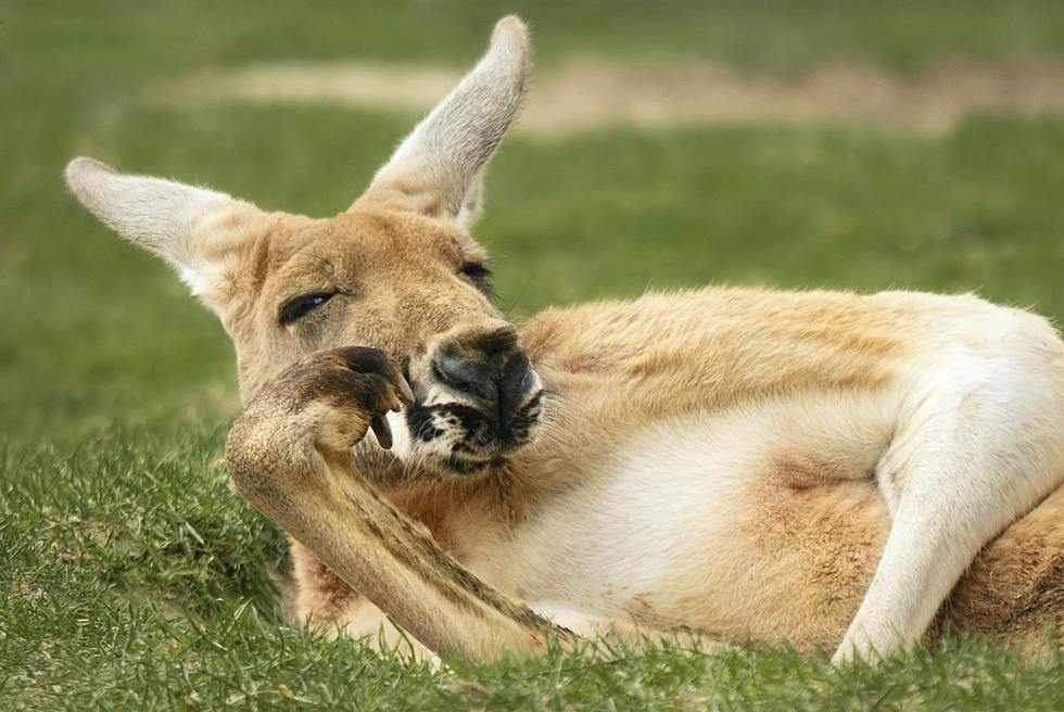 Is It Legal To Have a Pet Kangaroo in Wyoming?