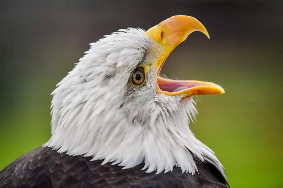 Bald Eagle Crash Lands Into Wyoming Bedroom