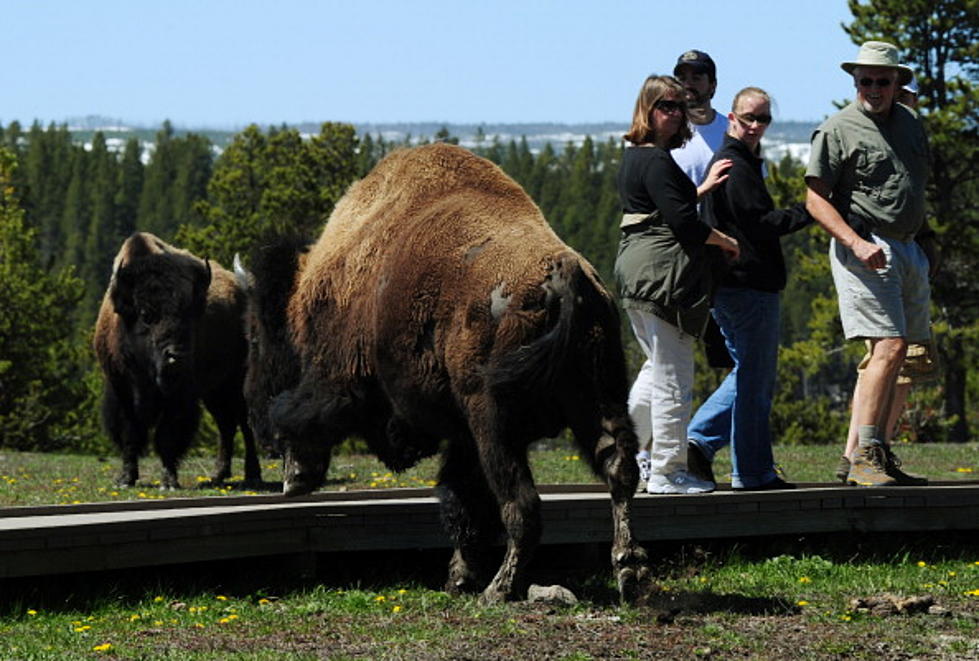 Yellowstone Now Allows Animals To Pet The Tourist