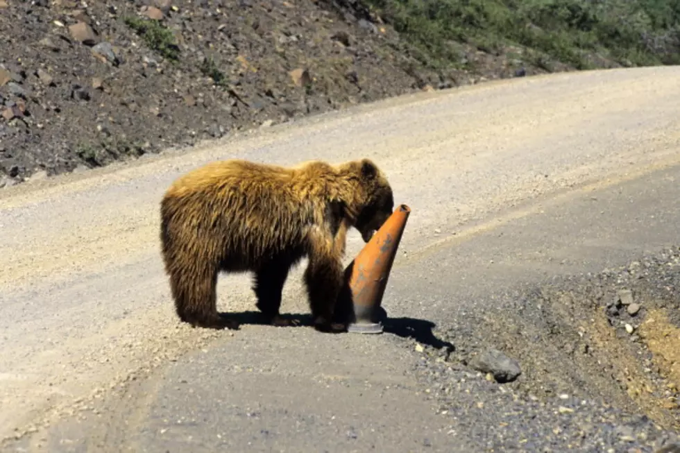 Wyoming Bear Fixes Road Cone (VIDEO)