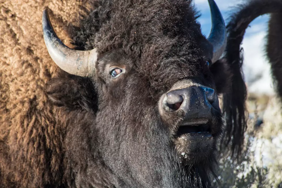 Bison Headbutts Tourist, Who’s To Blame? (Sarcastic Opinion)