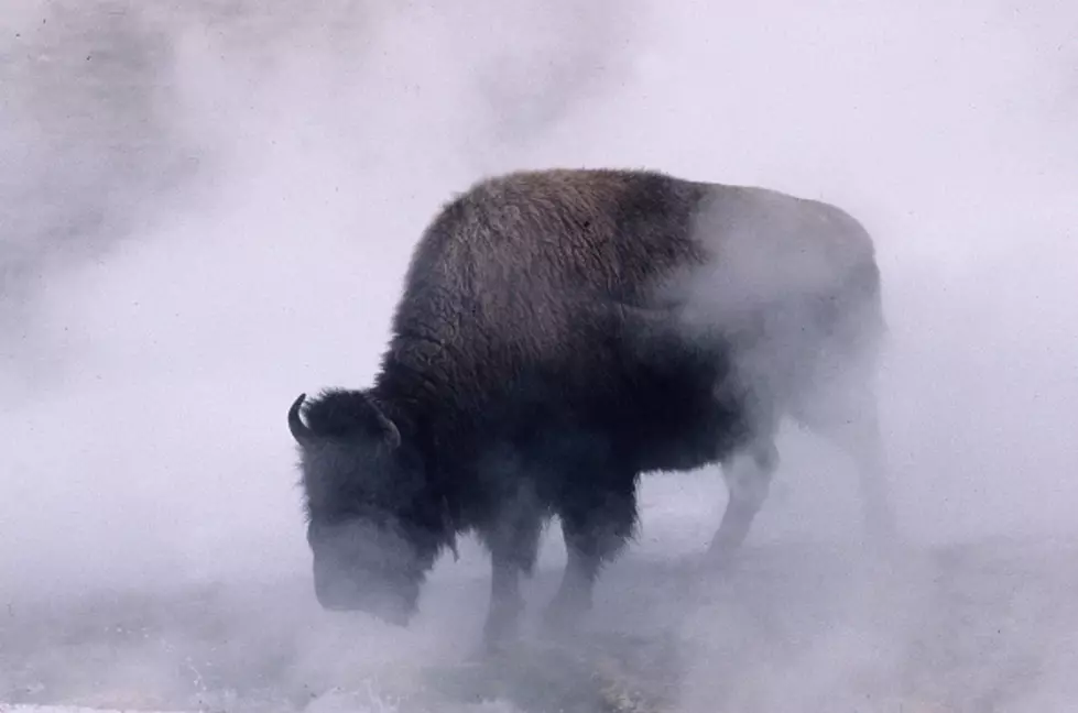 Buffalo Showers In Yellowstone Geyser (VIDEO)