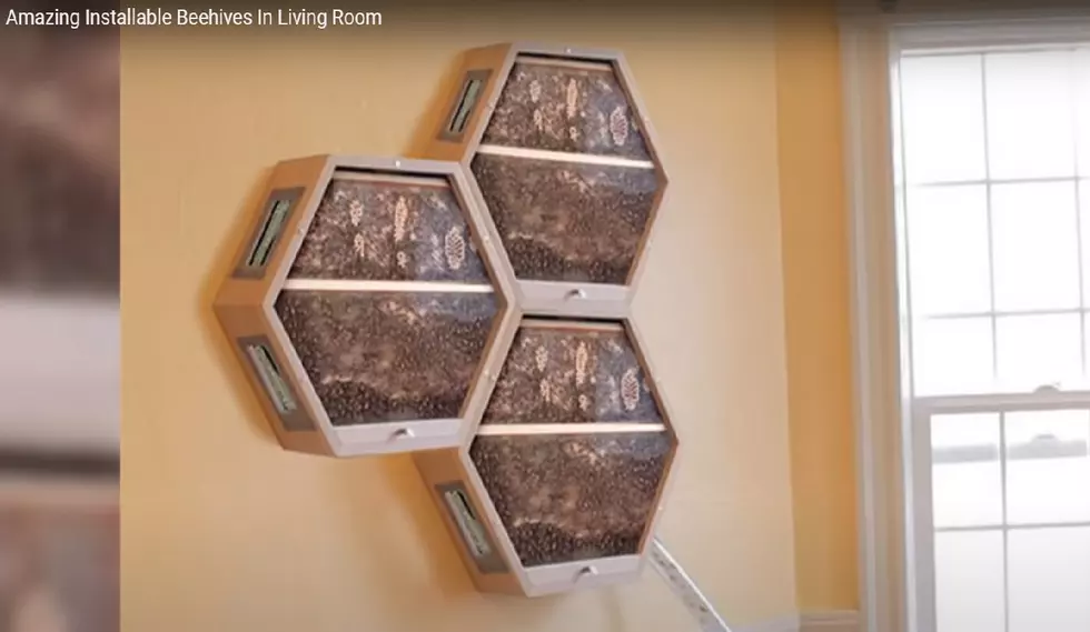 Keep A Beehive In Your Living Room (VIDEO)