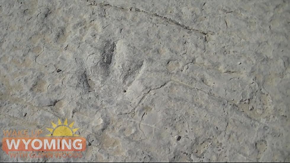 See The Dinosaur Tracks Of Wyoming (VIDEO)