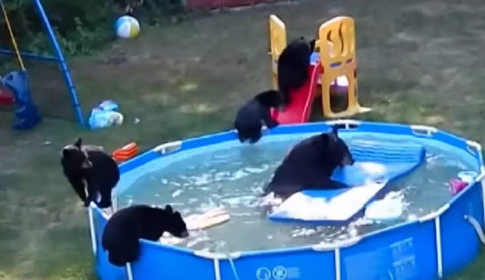 Wyoming Black Bear Pool Parties (VIDEOS)