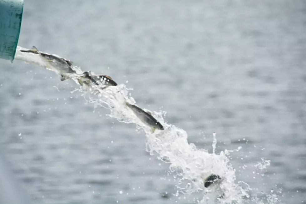 Weird Ways Wyoming Stocks Lakes With Fish (VIDEOS)