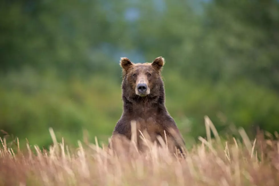 Man Searches For, Finds, Attacked by Grizzly