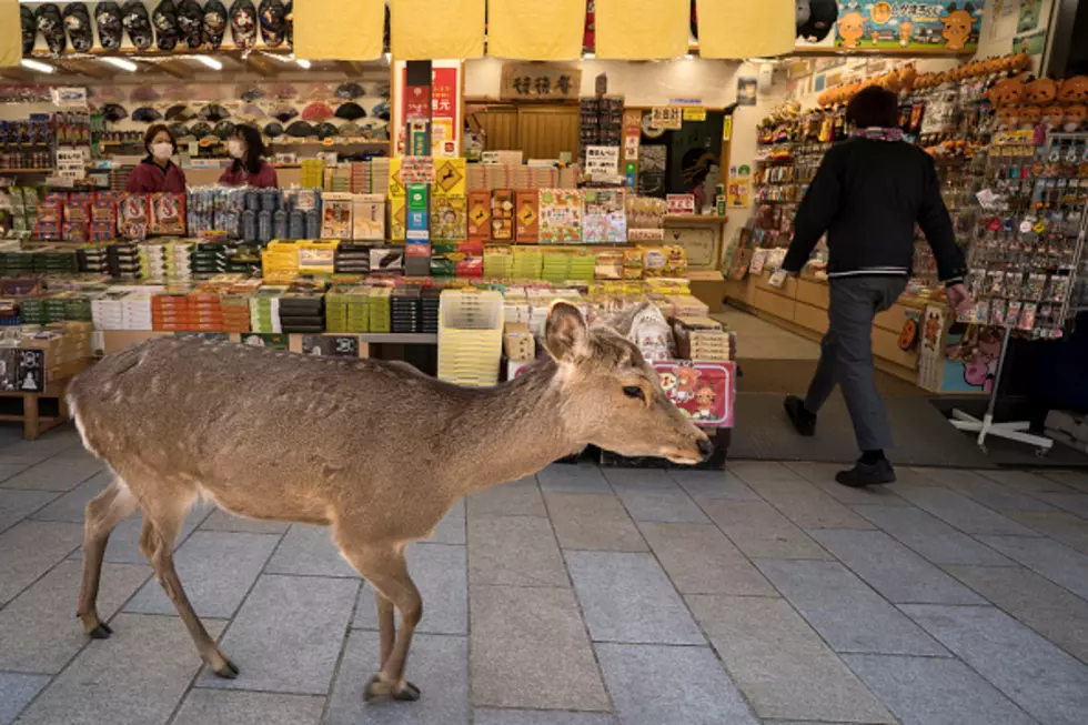 Deer Enters Store, Is Given Cookie, Comes Back With Family