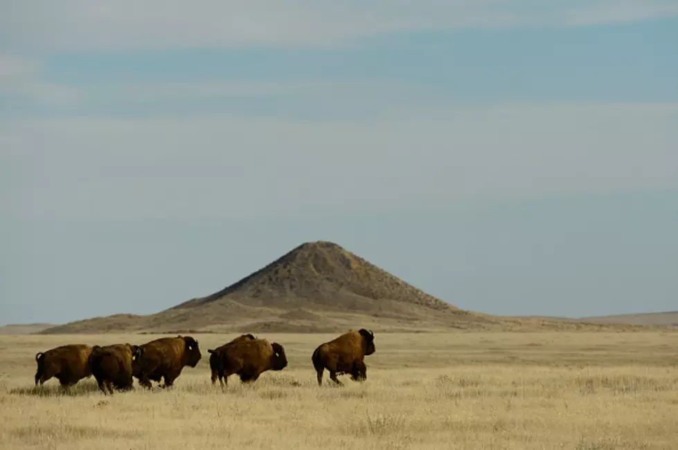 Escaped Bison Herd Still Missing