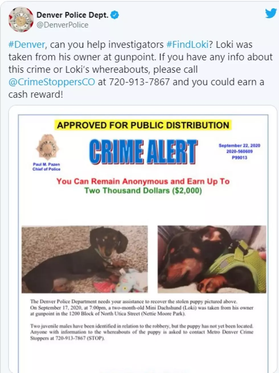 Denver Puppy Stolen At Gun Point Denver Police Dept TWITTER