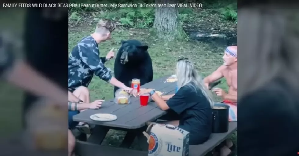 Bear Comes To Picnic, Stupid Family Feeds It