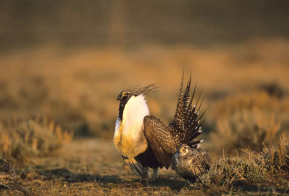 Western Sage Grouse Population Surges